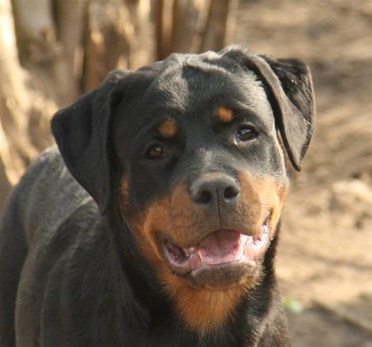 Rottweiler Haiki's Bacille * Død* billede 13