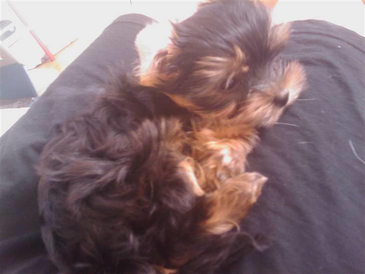 Yorkshire terrier Preben billede 1