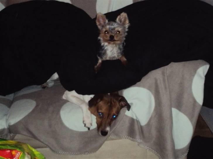 Yorkshire terrier Preben billede 2