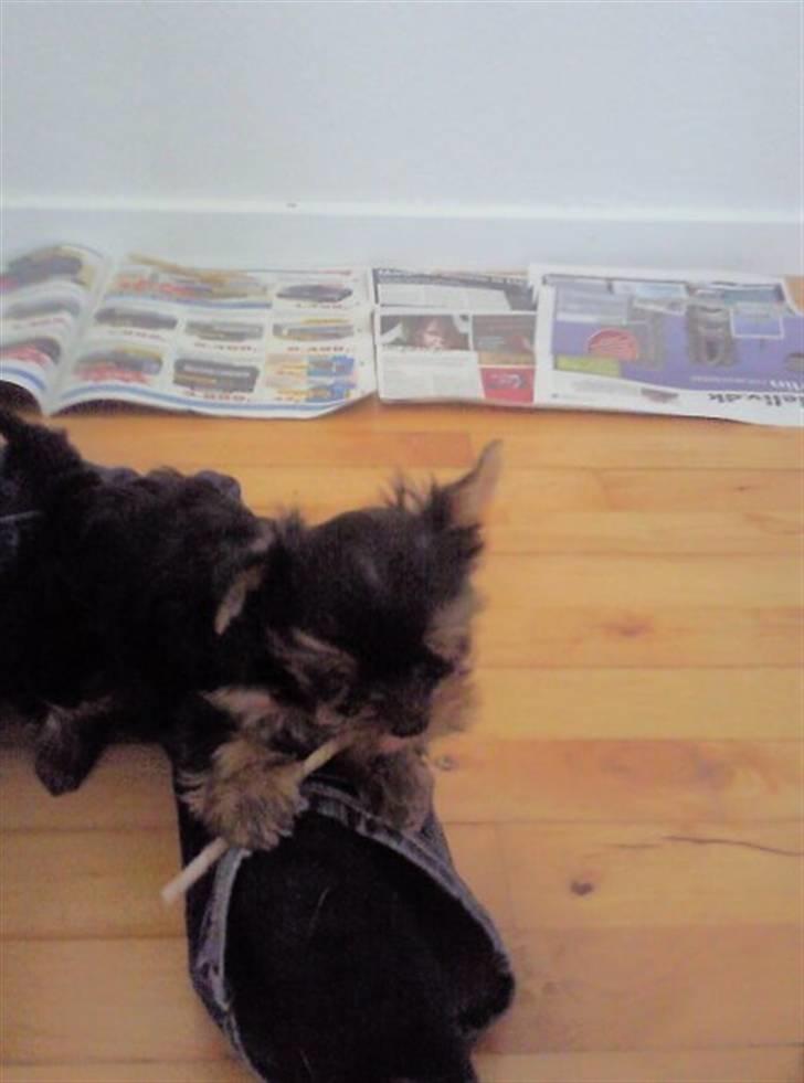 Yorkshire terrier Preben billede 3