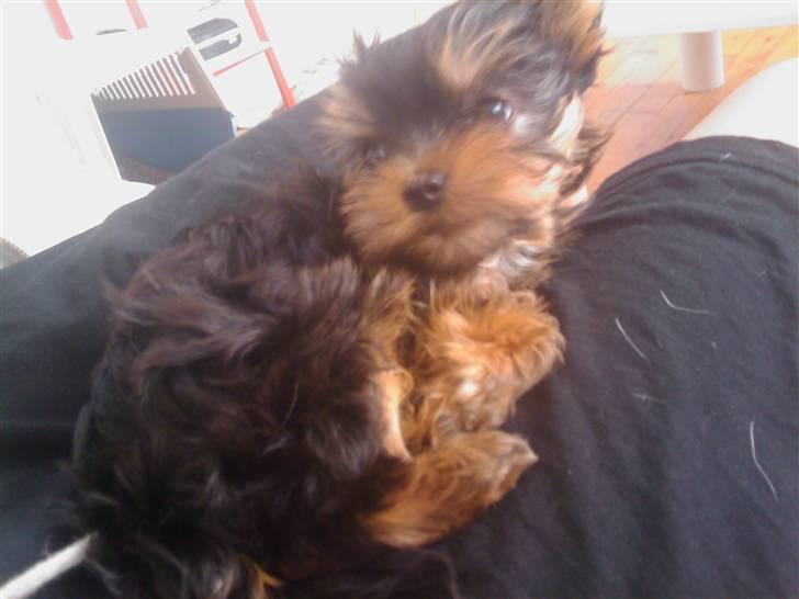 Yorkshire terrier Preben billede 4