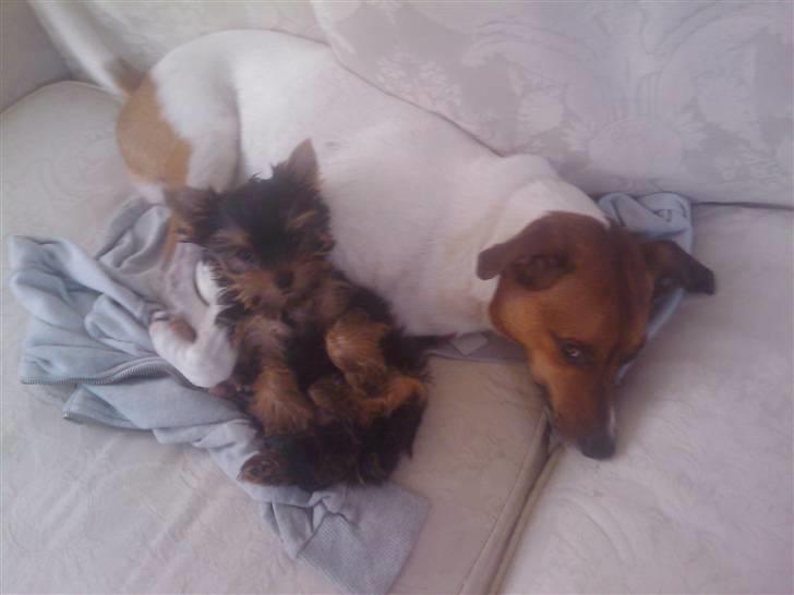 Yorkshire terrier Preben billede 5