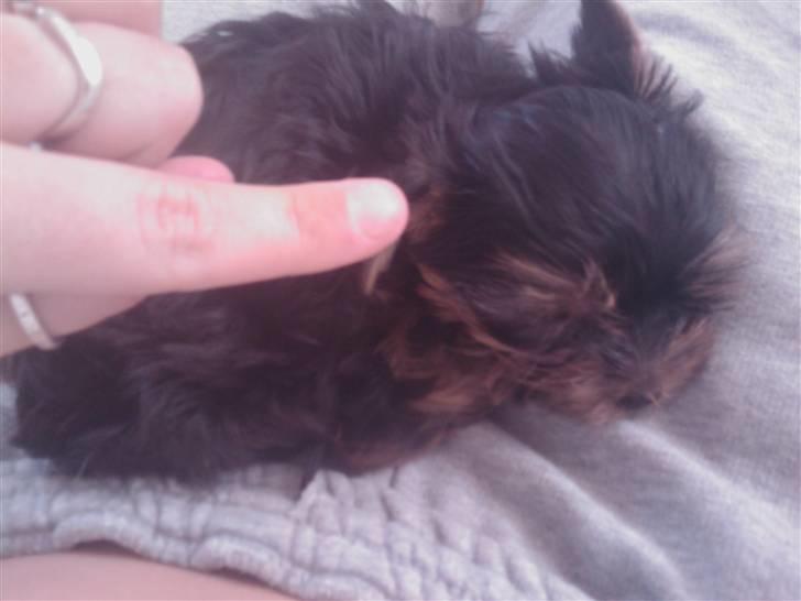 Yorkshire terrier Preben billede 6