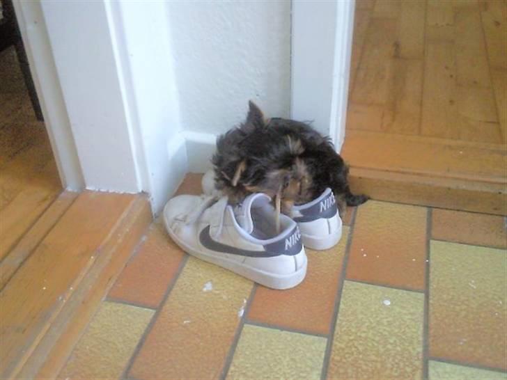 Yorkshire terrier Preben billede 7