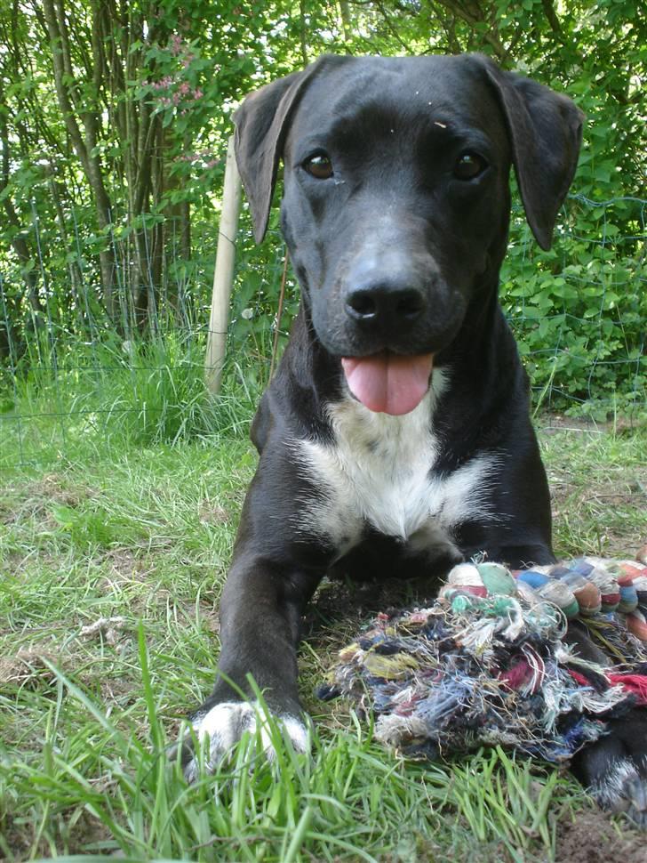 Blanding af racer Sensi - er jeg bare ikke nuttet ved godt jeg har mit hvalpe sind i nu (Velkommen til min profil) billede 2