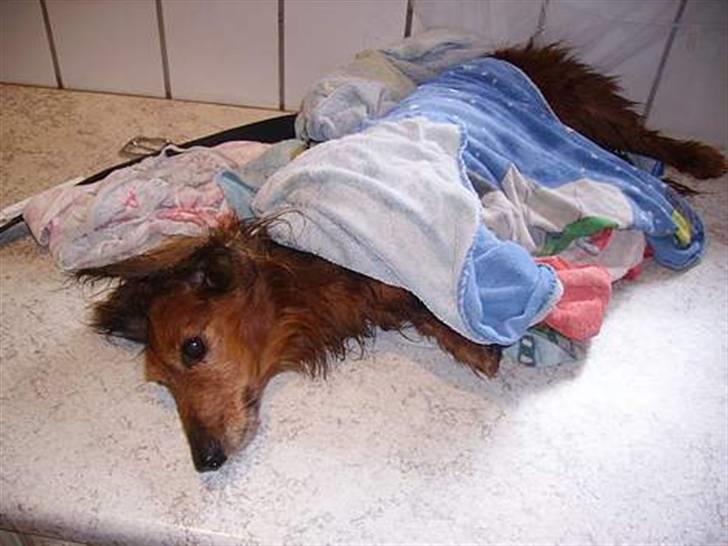 Gravhund Pongo R.I.P. - Velkommen til Pongo´s profil. <3 her på billedet har han lige været i bad. Han elsker at ligge og blive tøret med håndklædet.   billede 1