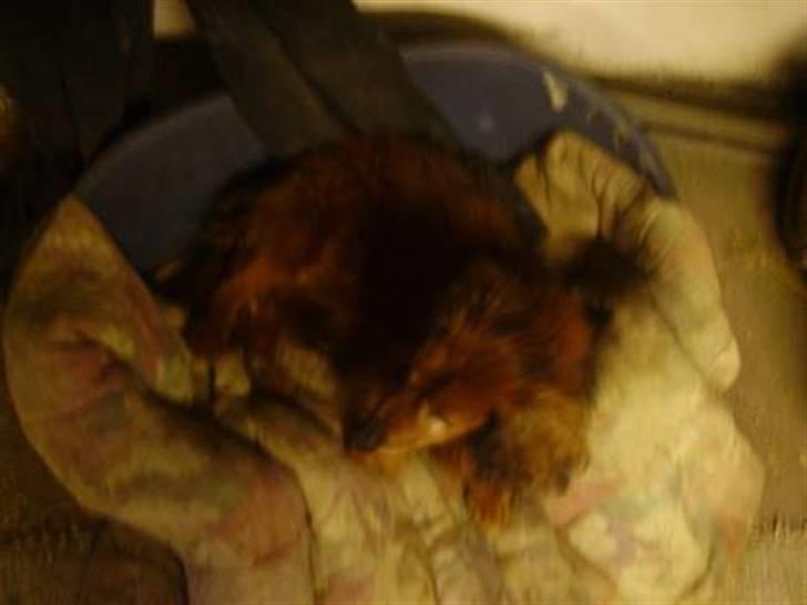 Gravhund Pongo R.I.P. - ligger lige i sin kurv (: billede 2