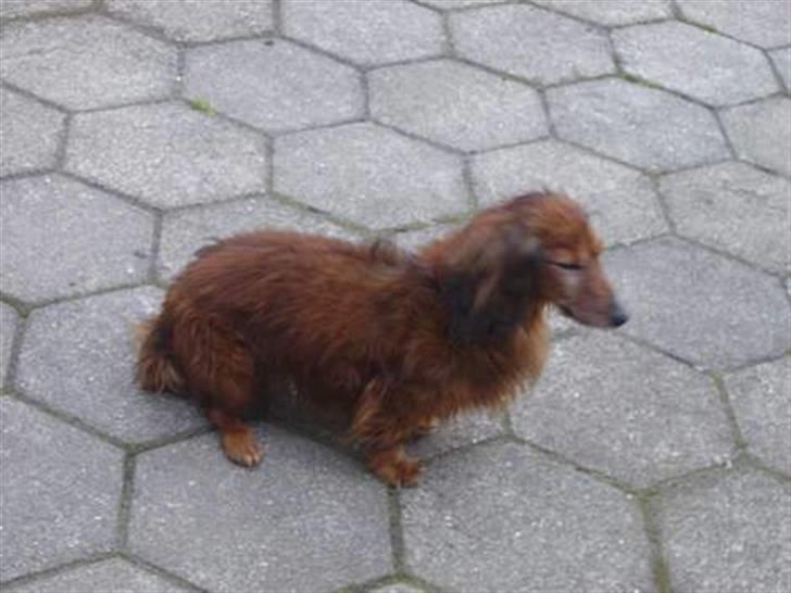 Gravhund Pongo R.I.P. billede 3