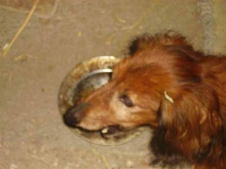 Gravhund Pongo R.I.P. billede 4