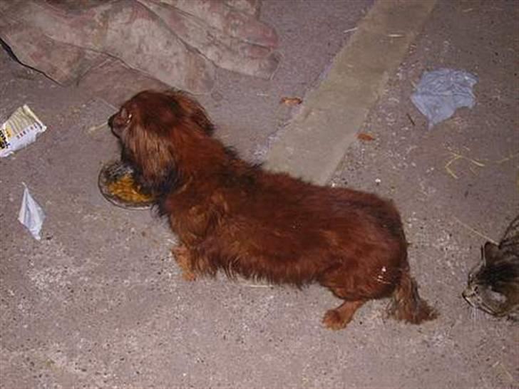 Gravhund Pongo R.I.P. billede 5