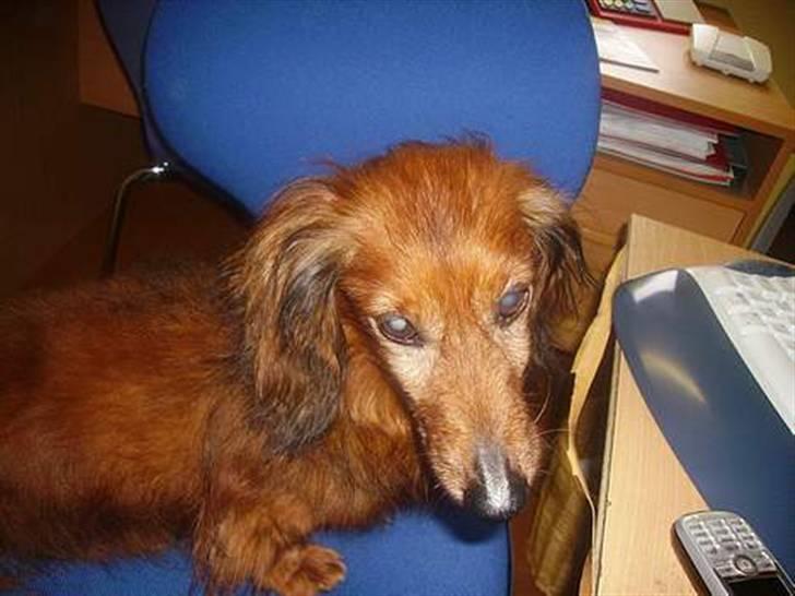 Gravhund Pongo R.I.P. billede 6