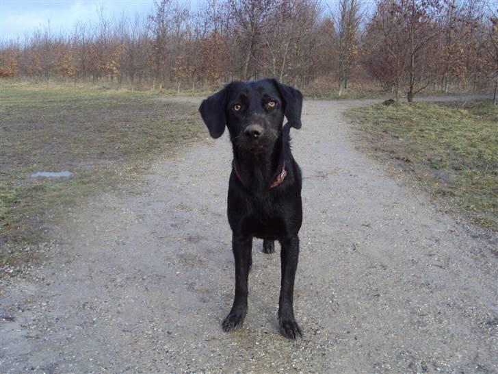 Labrador retriever bonnie (formel 1) Rip:( billede 8