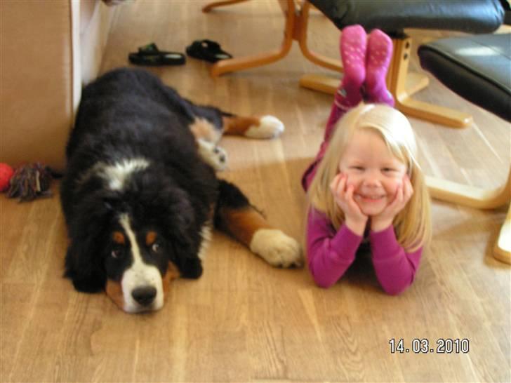 Berner sennenhund Anton billede 10