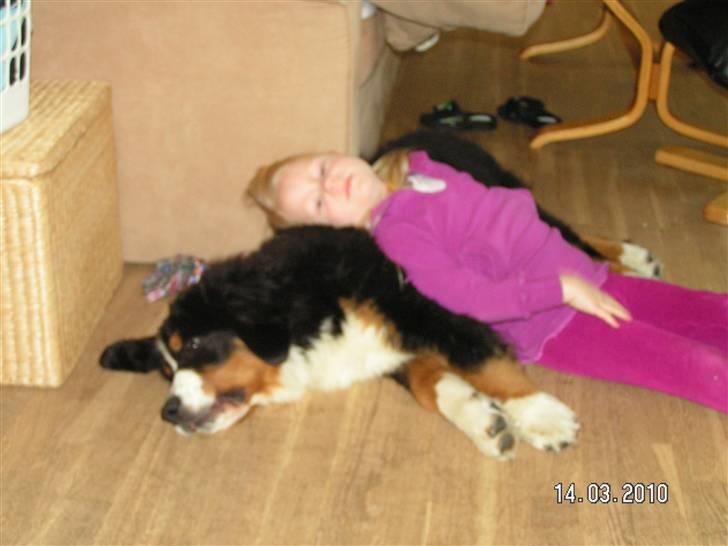 Berner sennenhund Anton - bedste venner billede 11