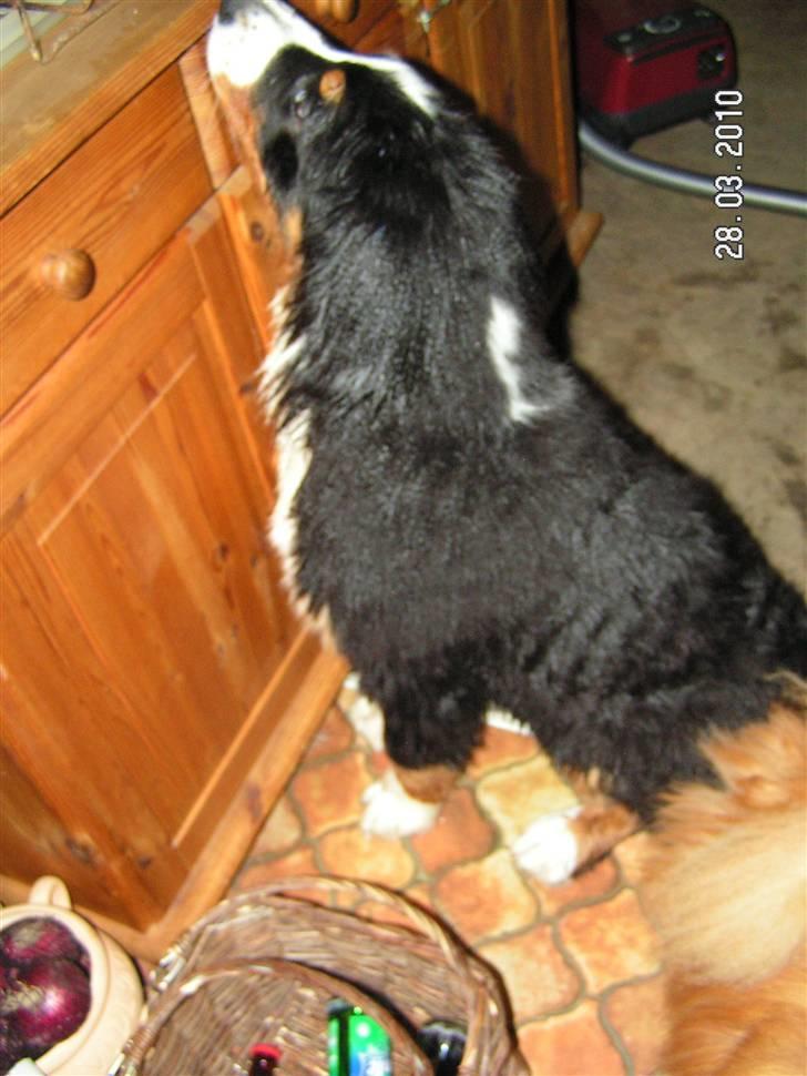 Berner sennenhund Anton - efter Antons første bad...der er guf der oppe...giv mig noget billede 12