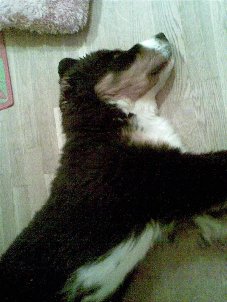 Berner sennenhund Anton billede 13