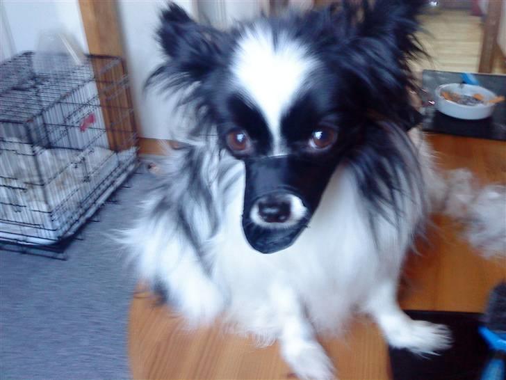 Papillon mikey billede 20