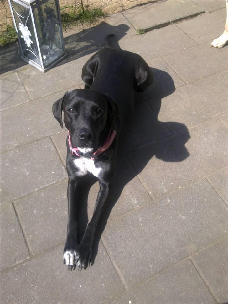 Blanding af racer Sensi billede 3