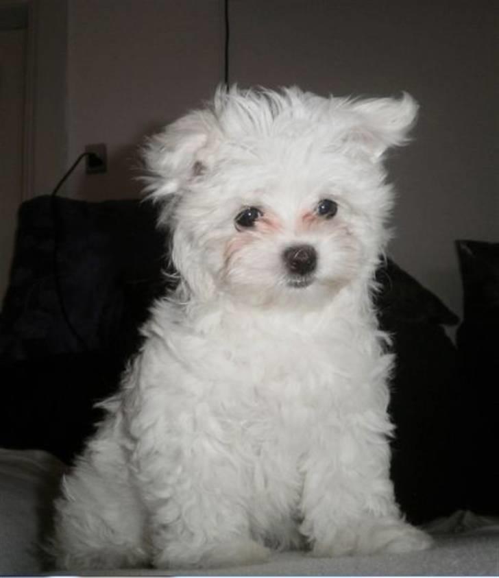 Malteser Candi billede 1