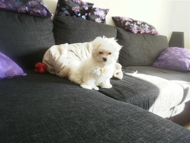 Malteser Candi - Superstolt ser hun ud.. billede 2