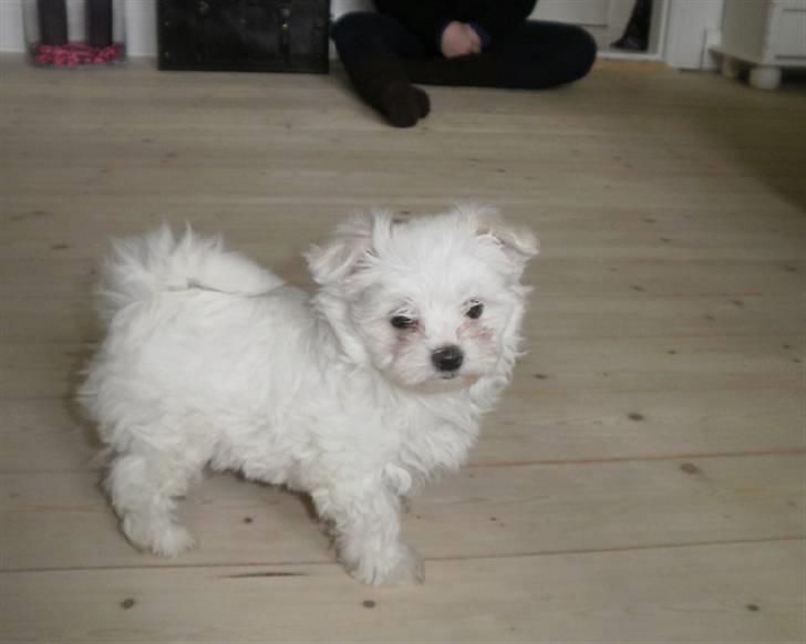 Malteser Candi - Ren og nyvasket.. billede 3