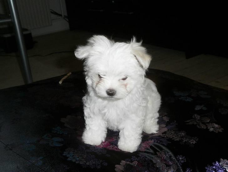 Malteser Candi - Ligner jeg en bamse måske? billede 4