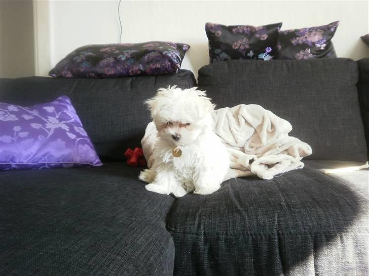 Malteser Candi - Lige stået op, er lidt træt endnu.. billede 5