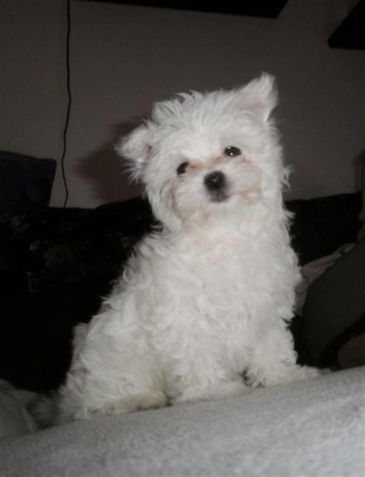 Malteser Candi - Poserer lige for kameraet :) billede 6