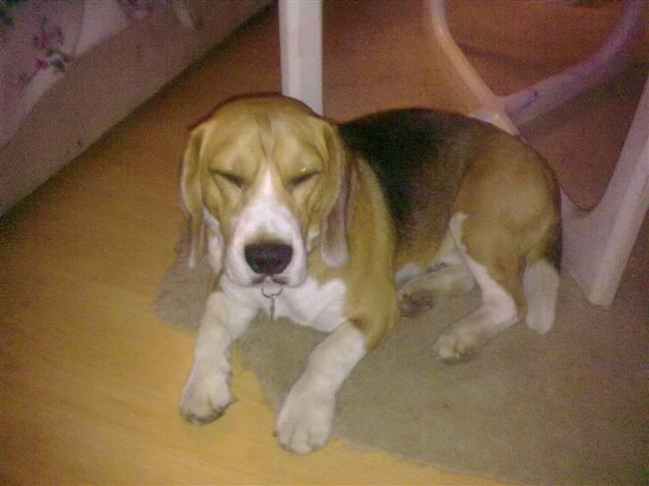 Beagle Balou billede 1