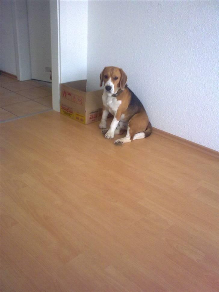 Beagle Balou billede 2