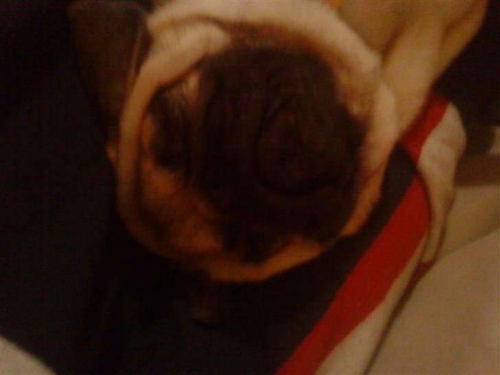 Mops mopse billede 5