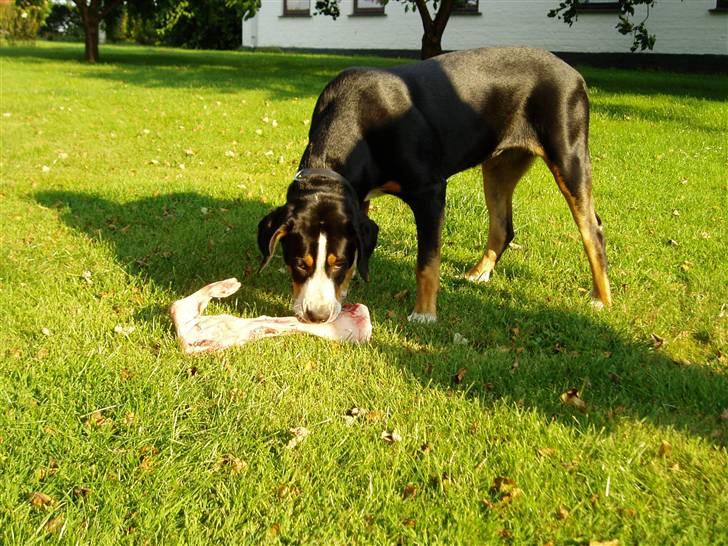 Grosser schweizer sennenhund Hundebøll's Lucy billede 4