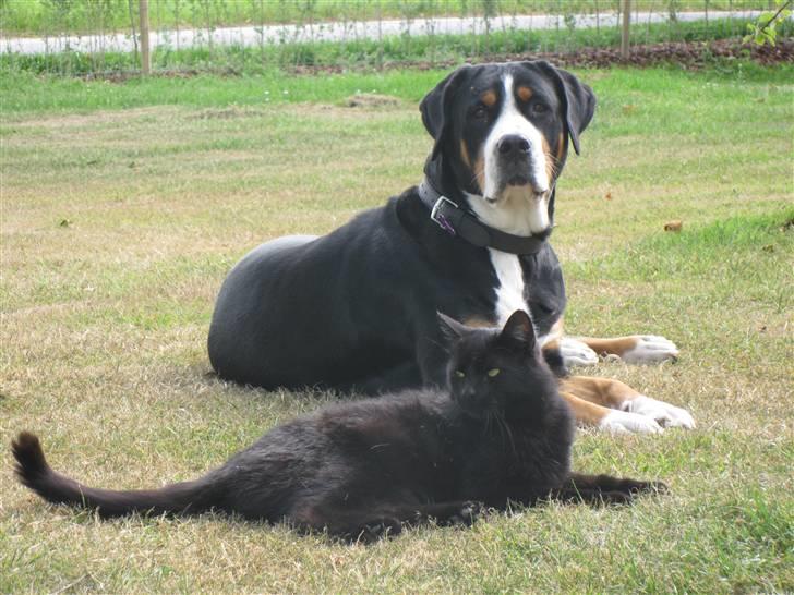 Grosser schweizer sennenhund Hundebøll's Lucy billede 5