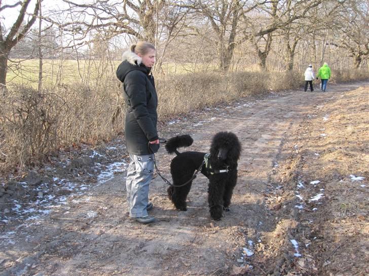 Storpuddel Kiwi - Gåtur med potenyt - februar 2011 billede 11