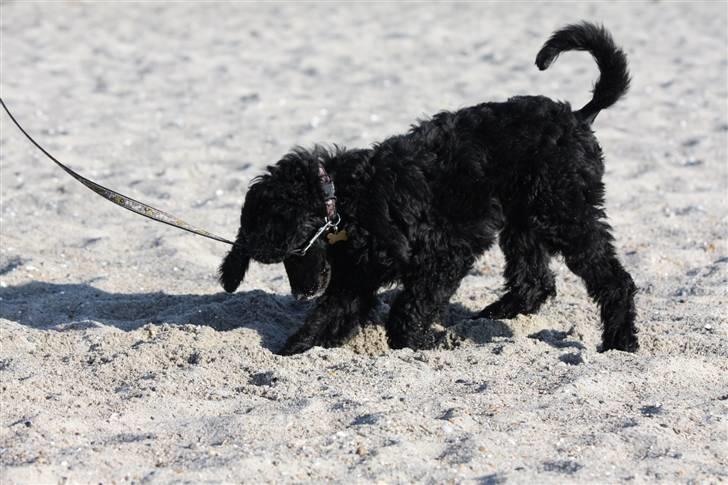 Storpuddel Kiwi billede 12