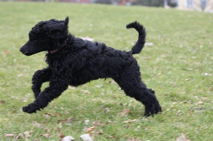 Storpuddel Kiwi billede 13