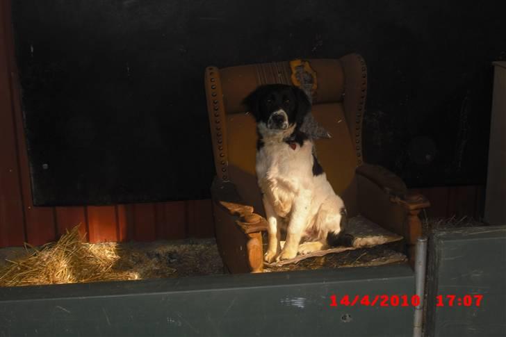 Blanding af racer Basse<3 billede 1