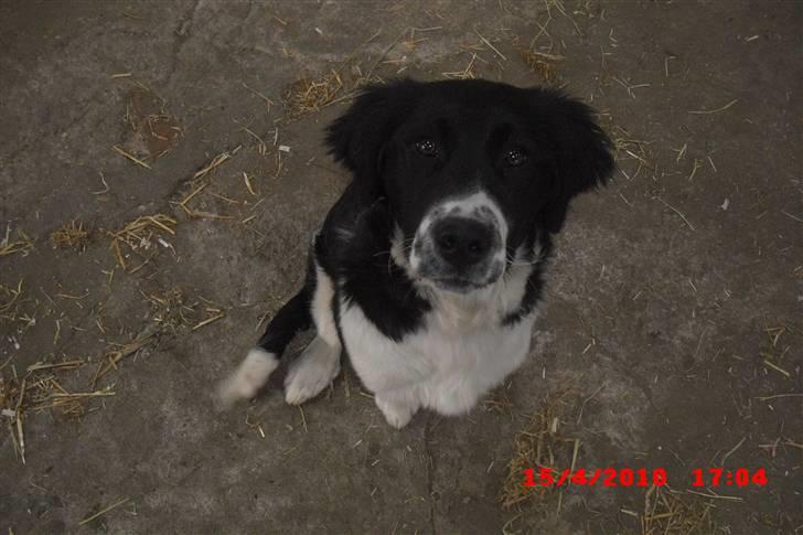 Blanding af racer Basse<3 billede 2