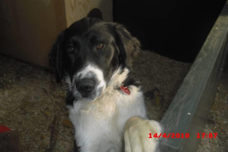 Blanding af racer Basse<3 billede 3