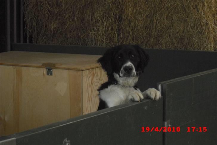 Blanding af racer Basse<3 billede 4