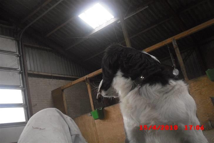 Blanding af racer Basse<3 billede 5