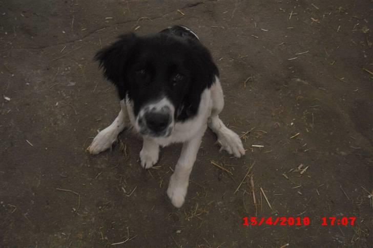 Blanding af racer Basse<3 billede 6