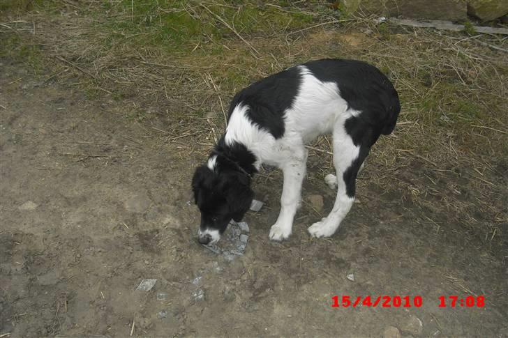 Blanding af racer Basse<3 billede 7