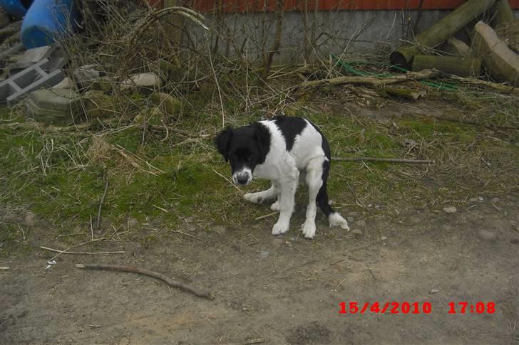 Blanding af racer Basse<3 - det ser ud som om han skal til at skide :) men han var faktisk ved at sætte sig ned :P billede 8