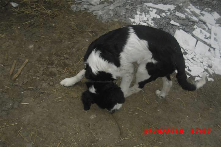 Blanding af racer Basse<3 billede 9