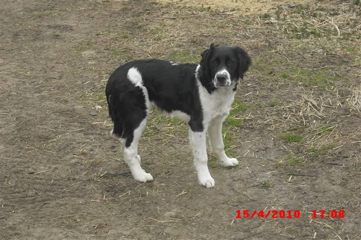 Blanding af racer Basse<3 billede 10