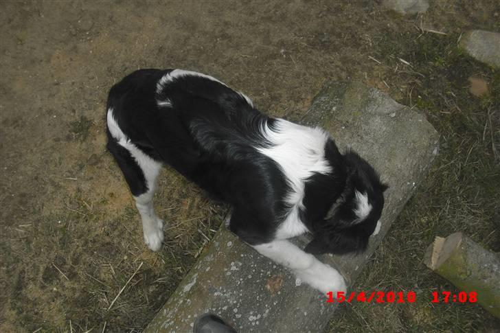 Blanding af racer Basse<3 billede 11