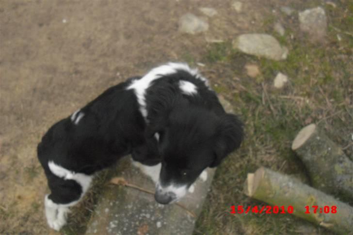 Blanding af racer Basse<3 billede 12