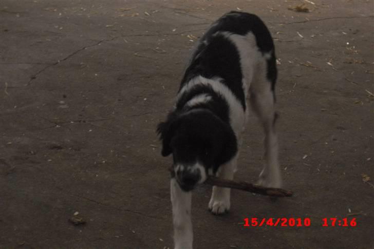 Blanding af racer Basse<3 billede 13