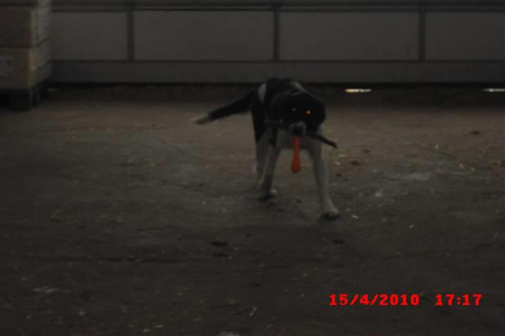 Blanding af racer Basse<3 billede 14